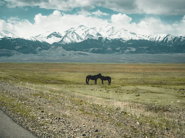 Cavalli Strada in steppa con montagne di Tian Shan sullo sfondo, Kazakistan Asia Centrale — Foto Stock