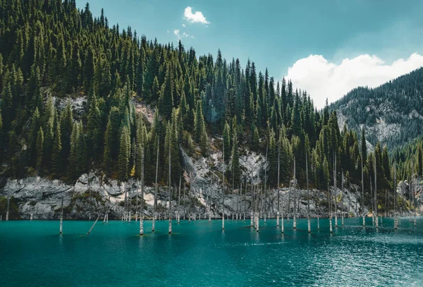 Potopené Les jezera Kaindy. Jezero Kaindy, což znamená "birch tree lake" je 400 metrů dlouhého jezera v Kazachstánu, který dosahuje hloubky poblíž 30 metrů v některých oblastech. — Stock fotografie