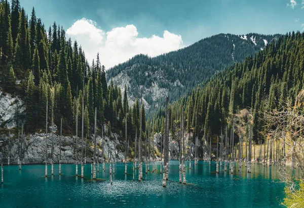 A floresta afundada do Lago Kaindy. Lago Kaindy, que significa o "lago de bétula" é um lago de 400 metros de comprimento no Cazaquistão que atinge profundidades perto de 30 metros em algumas áreas . — Fotografia de Stock