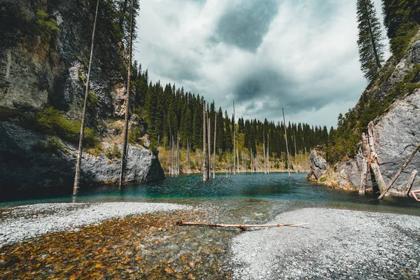 Potopené Les jezera Kaindy. Jezero Kaindy, což znamená "birch tree lake" je 400 metrů dlouhého jezera v Kazachstánu, který dosahuje hloubky poblíž 30 metrů v některých oblastech. — Stock fotografie