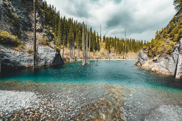 Potopené Les jezera Kaindy. Jezero Kaindy, což znamená "birch tree lake" je 400 metrů dlouhého jezera v Kazachstánu, který dosahuje hloubky poblíž 30 metrů v některých oblastech. — Stock fotografie