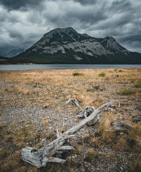 Dead tree trunks with roots in with mountain peaks in the background. Taken at Lower Kananaskis Lake, Alberta, Canada.