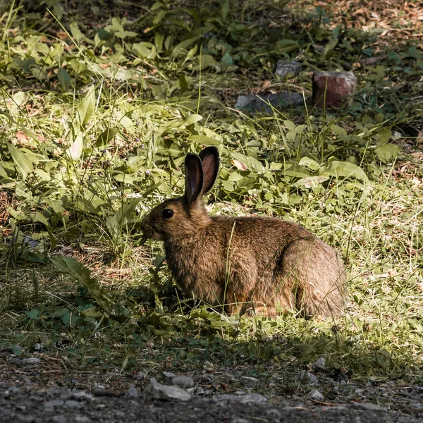 Mały królik na zielonej trawie w letni dzień — Zdjęcie stockowe
