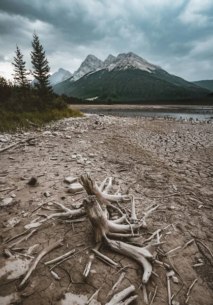 Dead tree trunks with roots in with mountain peaks in the background. Taken at Lower Kananaskis Lake, Alberta, Canada.