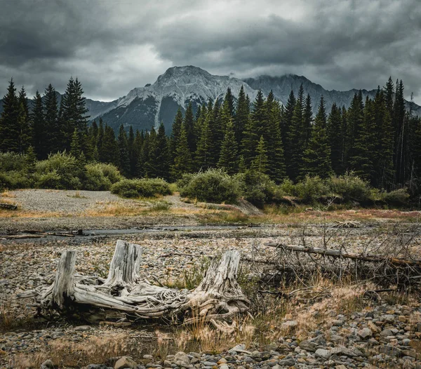 Des troncs d'arbres morts avec des racines et des sommets montagneux en arrière-plan. Prise au lac Kananaskis inférieur, Alberta, Canada . — Photo