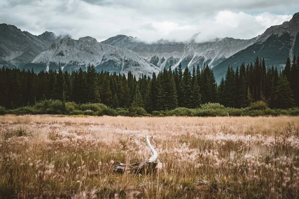 Martwych pni drzew z korzeniami się szczyty górskie w tle. Podjęte w Kananaskis Lower Lake, Alberta, Kanada. — Zdjęcie stockowe