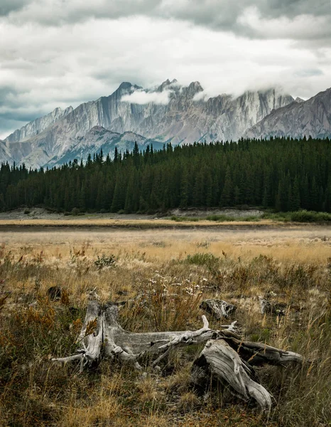 Dead tree trunks with roots in with mountain peaks in the background. Taken at Lower Kananaskis Lake, Alberta, Canada.