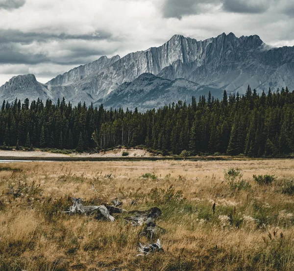 Dead tree trunks with roots in with mountain peaks in the background. Taken at Lower Kananaskis Lake, Alberta, Canada.