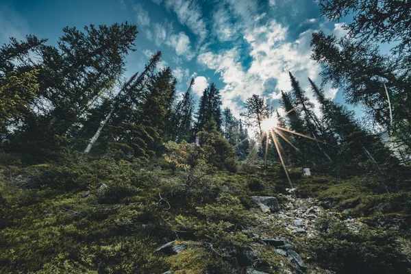 Sunstar achter bomen in Banff National Park - Alberta, Canada — Stockfoto