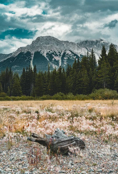 Troncos de árvores mortas com raízes com picos de montanha no fundo. Tomado em Lower Kananaskis Lake, Alberta, Canadá . — Fotografia de Stock