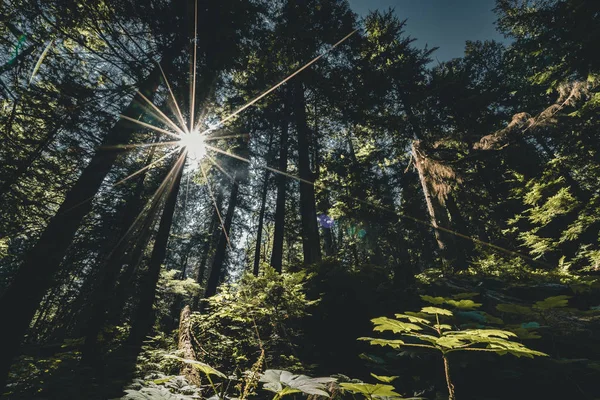 Soleil brille à travers une forêt de séquoias dans le parc national du Mont-Revelstoke. Colombie Britannique . — Photo