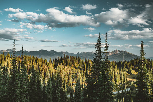 View from Mount Revelstoke across forest with blue sky and clouds. British Columbia Canada.
