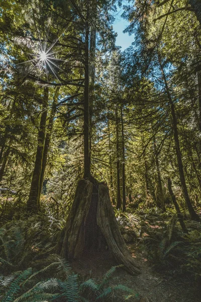 Sole Splendente Attraverso Una Foresta Sequoie Victoria Vancouver Island Canada — Foto Stock