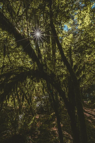 Sun shining through a Redwood trees forest in Victoria Vancouver Island, Canada. — Stock Photo, Image