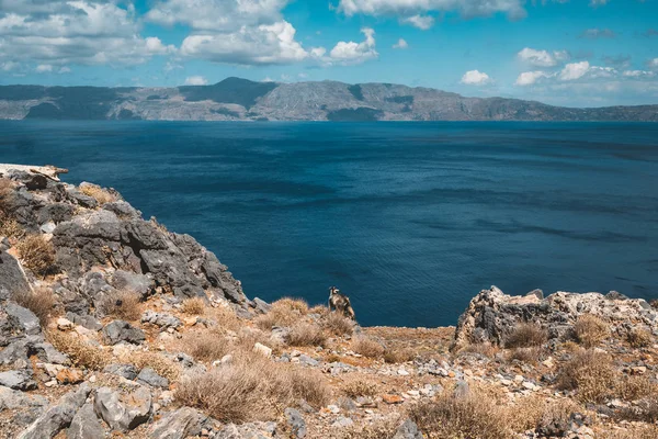 Cabras curiosas. Cabras típicas de la región del mar Mediterráneo con mar e isla en el fondo. Foto tomada en la isla griega de Creta, conocida por su centro de escalada . — Foto de Stock