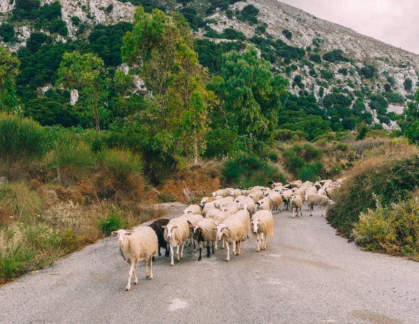 Kel kafalı karşıdan karşıya geçerken Girit Adası uzun saçlı koyun sürüsü — Stok fotoğraf