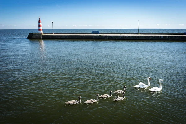 Swan rodziny. Swan matka i noworodek piskląt dzieci dla dzieci swans. Ptaki na wodzie. Swan umywalki pod wodą — Zdjęcie stockowe