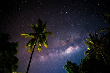 Palmiye ağaçları Endonezya arkasında Milkyway