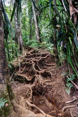 Büyük kök Forest grove Mount Rinjani Lombok Endonezya