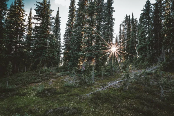 Sol brillando a través de un bosque de árboles de secuoyas en el Parque Nacional Monte Revelstoke. Columbia Británica . —  Fotos de Stock