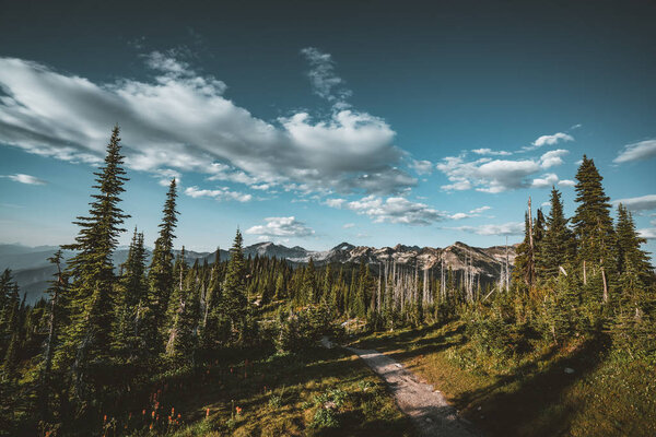 View from Mount Revelstoke across forest with blue sky and clouds. British Columbia Canada.