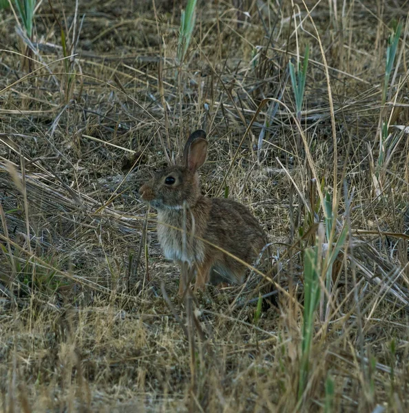 Petit lapin sur herbe verte le jour d'été — Photo