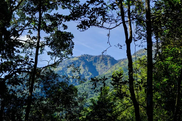 Θέα προς βουνό μέσα από δέντρα Ινδονησία Ριντζάνι — Φωτογραφία Αρχείου