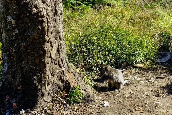 Mono comiendo Monte Rinjani Lombok Indonesia — Foto de Stock