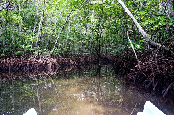 Bosque de manglares Nusa Lembongan Bali Indonesia — Foto de Stock