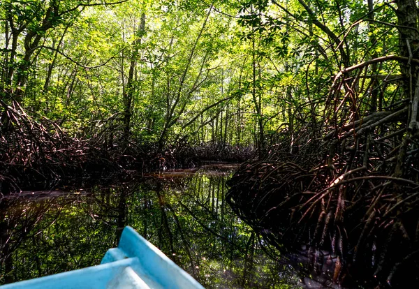 Mangrovenwald nusa lembongan bali indonesien — Stockfoto