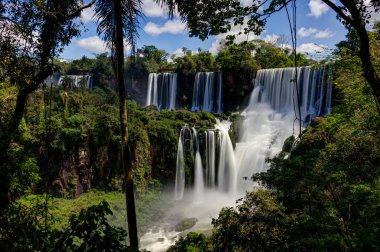 Iguazu Şelaleleri ormanı Arjantin