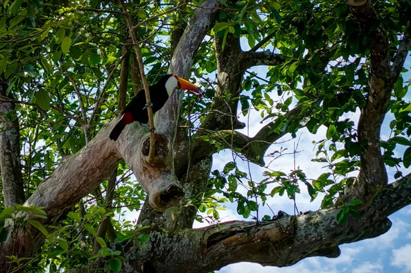 Εξωτικά toucan πουλιών στο φυσικό περιβάλλον κοντά σε Καταρράκτες Ιγκουασού σε Foz d — Φωτογραφία Αρχείου