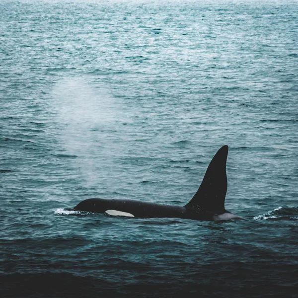 Orca Killer ballena cerca de la costa de montaña de Islandia durante el invierno. Orcinus orca en el hábitat acuático, vida silvestre de la naturaleza. Ballenas en hermoso paisaje, nieve en las colinas . — Foto de Stock