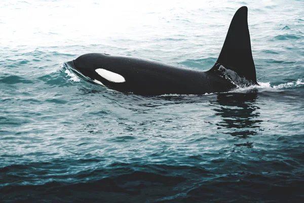 Orca späckhuggare nära Island mountain kusten under vintern. Orcinus orca i vatten livsmiljö, wildlife scen från naturen. Valar i vackra landskap, snö på kullarna. — Stockfoto