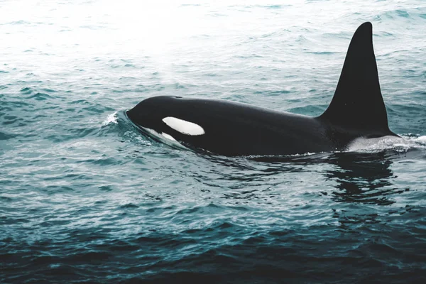 Katil katil balina kış aylarında İzlanda dağ kıyısından. Su ortamlarında yaban hayatı sahne doğadan orcinus orca. Güzel manzara, tepelerde kar içinde balinalar. — Stok fotoğraf