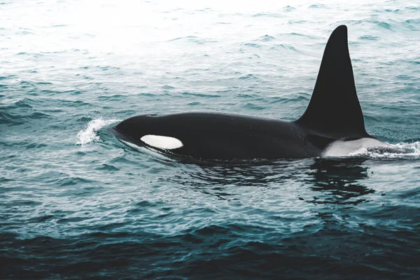 Orca späckhuggare nära Island mountain kusten under vintern. Orcinus orca i vatten livsmiljö, wildlife scen från naturen. Valar i vackra landskap, snö på kullarna. — Stockfoto