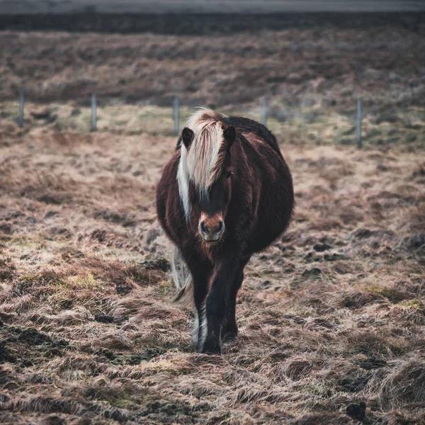Islandshästar. Isländska hästen är en hästras utvecklad i Island. Även om hästarna är små, ibland ponny-storlek, de flesta register för isländska kallar det för en häst. — Stockfoto