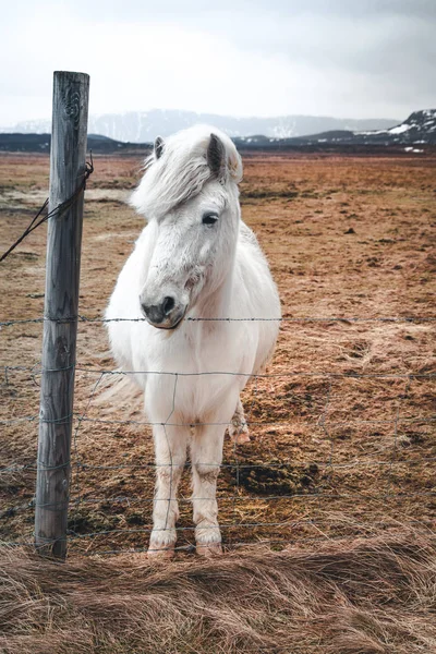 Islandshästar. Isländska hästen är en hästras utvecklad i Island. Även om hästarna är små, ibland ponny-storlek, de flesta register för isländska kallar det för en häst. — Stockfoto