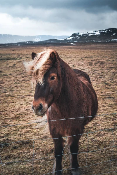 Islandpferde. Das Islandpferd ist eine Pferderasse, die in Island entwickelt wurde. Obwohl die Pferde klein und manchmal pony-groß sind, bezeichnen die meisten isländischen Register sie als Pferd.. — Stockfoto