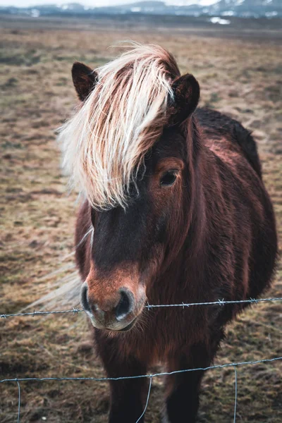 Islandští koně. Islandský kůň je plemeno koně, vyvinuté na Islandu. Přestože koně jsou malé, občas pony velké, většina registrů na islandském odkazují na to jako kůň. — Stock fotografie