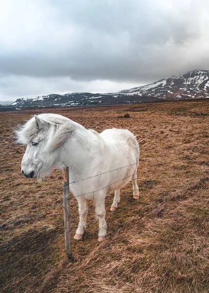 Islandzki koni. Kuc islandzki jest rasa koni, opracowany w Islandii. Mimo, że konie są małe, w czasach wielkości kucyka, większość rejestrów dla islandzkim odsyłać wobec ono równie pewien koń. — Zdjęcie stockowe
