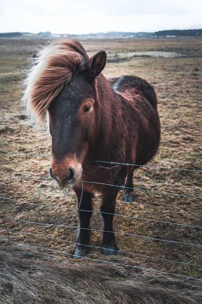 İzlandalı atlar. İzlanda at İzlanda'geliştirilen at çeşidi. Atları küçük olmasına rağmen zaman zaman pony boy, çoğu kayıt defterleri için İzlandaca bir at kadar başvurmak. — Stok fotoğraf