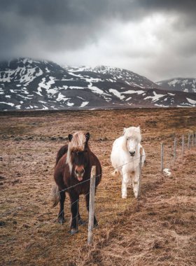 Icelandic horses. The Icelandic horse is a breed of horse developed in Iceland. Although the horses are small, at times pony-sized, most registries for the Icelandic refer to it as a horse. clipart