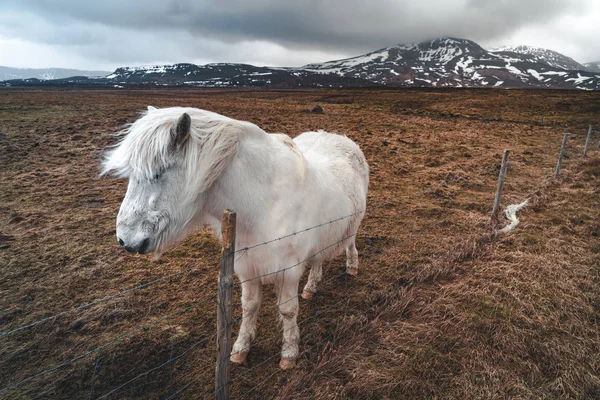 Islandshästar. Isländska hästen är en hästras utvecklad i Island. Även om hästarna är små, ibland ponny-storlek, de flesta register för isländska kallar det för en häst. — Stockfoto