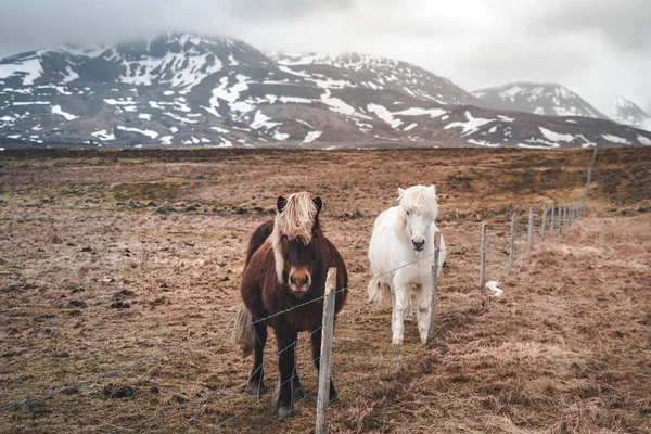 Islandshästar. Isländska hästen är en hästras utvecklad i Island. Även om hästarna är små, ibland ponny-storlek, de flesta register för isländska kallar det för en häst. — Stockfoto