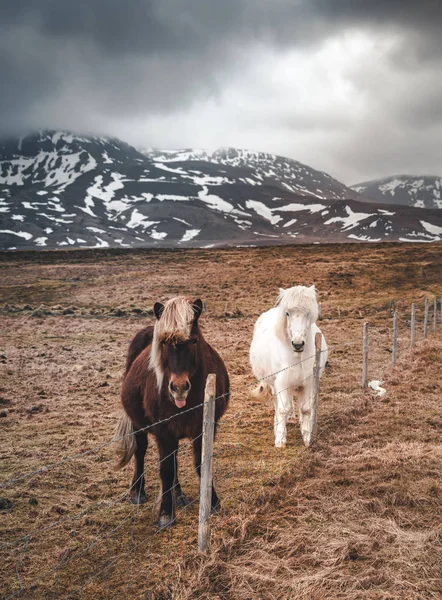 Cavalli islandesi. Il cavallo islandese è una razza di cavallo sviluppata in Islanda. Anche se i cavalli sono piccoli, a volte di dimensioni pony, la maggior parte dei registri islandesi si riferiscono ad esso come a un cavallo. . — Foto Stock