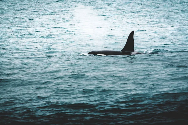 Katil katil balina kış aylarında İzlanda dağ kıyısından. Su ortamlarında yaban hayatı sahne doğadan orcinus orca. Güzel manzara, tepelerde kar içinde balinalar. — Stok fotoğraf