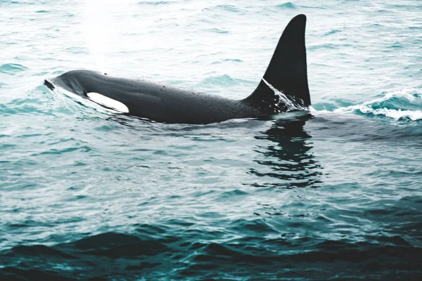 Orca späckhuggare nära Island mountain kusten under vintern. Orcinus orca i vatten livsmiljö, wildlife scen från naturen. Valar i vackra landskap, snö på kullarna. — Stockfoto