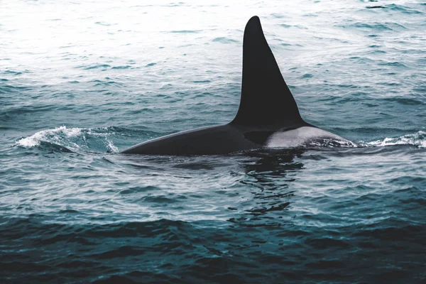 Orca späckhuggare nära Island mountain kusten under vintern. Orcinus orca i vatten livsmiljö, wildlife scen från naturen. Valar i vackra landskap, snö på kullarna. — Stockfoto