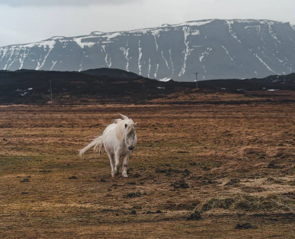 Icelandic horses. The Icelandic horse is a breed of horse developed in Iceland. Although the horses are small, at times pony-sized, most registries for the Icelandic refer to it as a horse. — Stock Photo, Image
